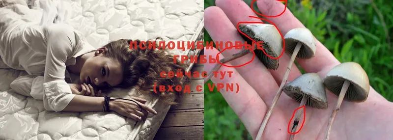 магазин  наркотиков  blacksprut ссылки  Псилоцибиновые грибы Psilocybe  Калтан 